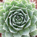 Sempervivum 'Donar Rose' - October