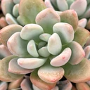 Echeveria 'Grosso'