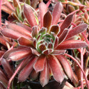 Chick Charmlettes® Happy Holly™