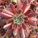 Chick Charmlettes® Happy Holly™