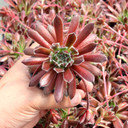 Chick Charmlettes® Happy Holly™