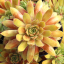 Chick Charmlettes® Princess Polly™