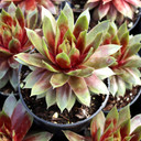 Chick Charmlettes® Rowdy Rudy™