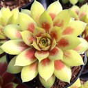 Chick Charmlettes® Darlin' Dottie™