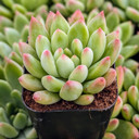 Echeveria 'Princess'