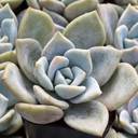 Echeveria 'Lilac Wonder'