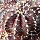 Gymnocalycium mihanovichii f. variegata 'Black Widow' [2.5-3"] [bare root]