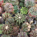 Gymnocalycium mihanovichii f. variegata 'Green' [1.75-2"]