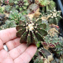 Gymnocalycium mihanovichii f. variegata 'Green' [1.75-2"]