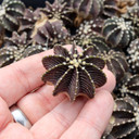 Gymnocalycium friedrichii VOS 1241 Premium [1.5-2"] [bare root]
