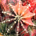 Gymnocalycium mihanovichii - LB Hybrid [1.5-2"] [bare root]