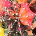 Gymnocalycium mihanovichii f. variegata - 50% Variegated Moon Cactus [1.5-2"] [bare root]