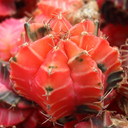 Gymnocalycium mihanovichii f. variegata - 70% Variegated Moon Cactus [1.5-2"] [bare root]