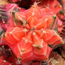 Gymnocalycium mihanovichii f. variegata - 70% Variegated Moon Cactus [1.5-2"] [bare root]