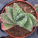 Gasteria brevifolia