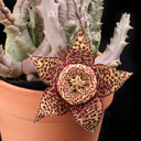 Orbea variegata - Bloom