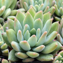 Pachyveria 'Mrs Coombes'