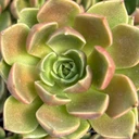 Echeveria 'Churro'