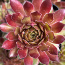 Sempervivum 'Pacific Charm'