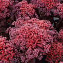 TERRA NOVA® Sedum 'Dark Magic' alt view 3