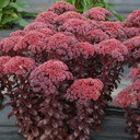 TERRA NOVA® Sedum 'Dark Magic'  - alt view 2