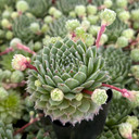 Sempervivum 'Duke of Windsor'