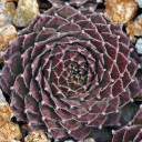 Sempervivum 'Duke of Windsor' (Outdoors) - February