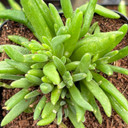 Delosperma Royal Ranger Red