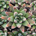 Haworthiopsis attenuata 'Concolor' - May