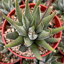 Haworthia 'Concolor' [large]