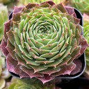 Sempervivum Pacific Hep