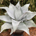 Mangave 'Permanent Wave' - 