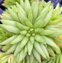 Haworthia kikuhigasa [large]