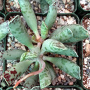 Adromischus cooperi - Plover Eggs [large] - February