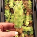 Myrtillocactus geometrizans - Boobie Cactus [bare root] - May