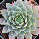 Sempervivum 'C. William' (Mature) - Fall