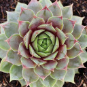 Sempervivum 'C. William' (Mature) - January