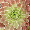 Chick Charms® Lotus Blossom™ - July