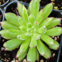 Echeveria 'Spruce Oliver'