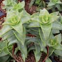 Crassula perforata Starshine