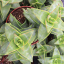 Crassula perforata Starshine