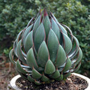 Mangave 'Praying Hands' - Mature Photo