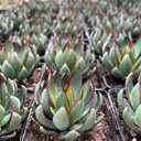 Mangave 'Praying Hands' - 4.5" Large Pots