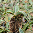 Agave havardiana [plug]