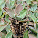 Agave parryi var. huachucensis [plug]