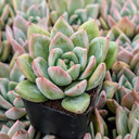 Echeveria 'Emerald'
