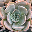 Echeveria 'Costa'