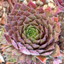 Sempervivum 'Dynamo' (Outdoors) - November