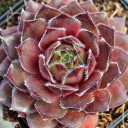 Sempervivum 'Dynamo'
