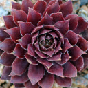 Sempervivum 'Dynamo' (Outdoors) - February